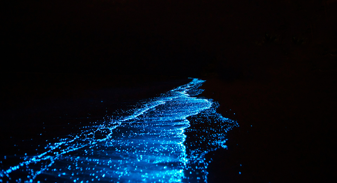 Сияние океана: фотограф заснял светящиеся волны в Калифорнии
