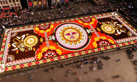 Видео дня. Миллион разноцветных бегоний: как создается брюссельский цветочный ковер