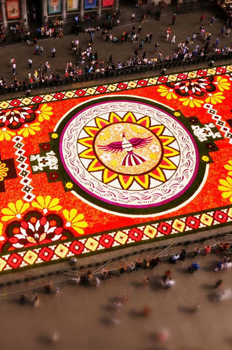 Видео дня. Миллион разноцветных бегоний: как создается брюссельский цветочный ковер
