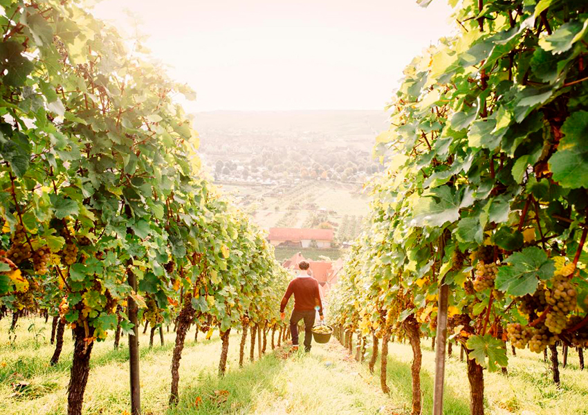 Путешествие по винам Германии: рейнские лозы, многоликий рислинг и сладость холода