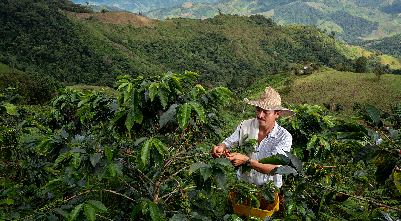 Зимбабве, Уганда, Колумбия или Гватемала: выбираем маршрут путешествия по... чашке кофе