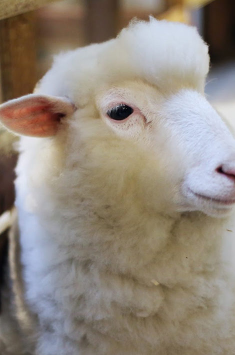 Thanks Nature Cafe: овцы и капучино — кафе-антистресс в Сеуле ждет гостей