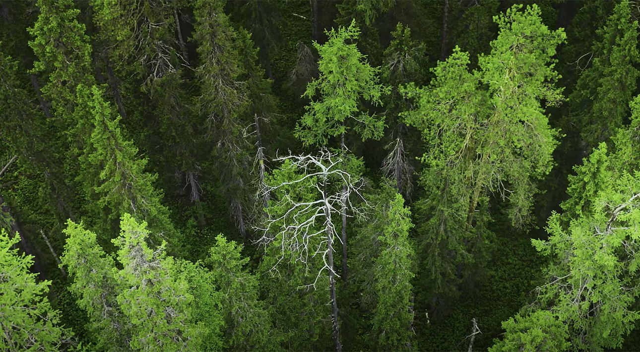 Видео дня: WWF сняла фильм об экспедиции в дикую тайгу в Архангельской области