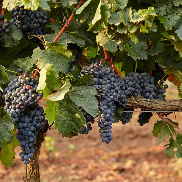 Винодельня «Поместье Голубицкое»