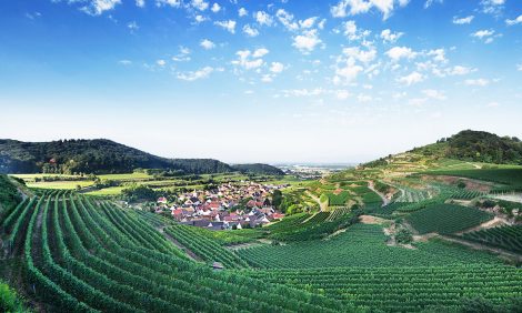 Вкус лета: захватывающее путешествие по винным регионам Германии