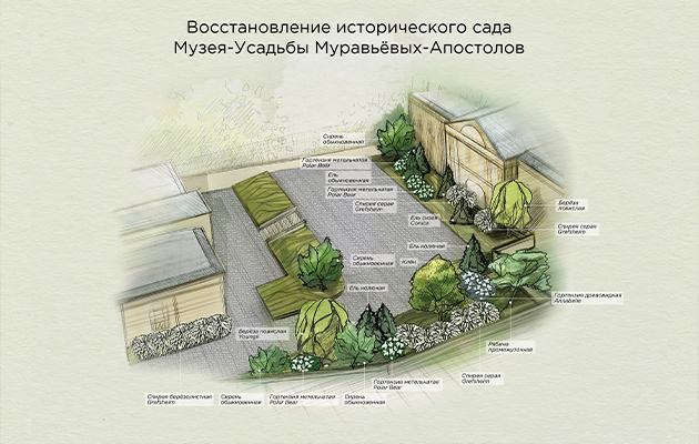 Восстановлением исторического сада Музея-Усадьбы Муравьевых-Апостолов