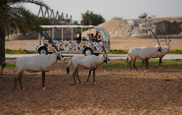 Dubai Guide: день в сафари-парке — общение с животными, лайв-шоу и невероятные фотосессии