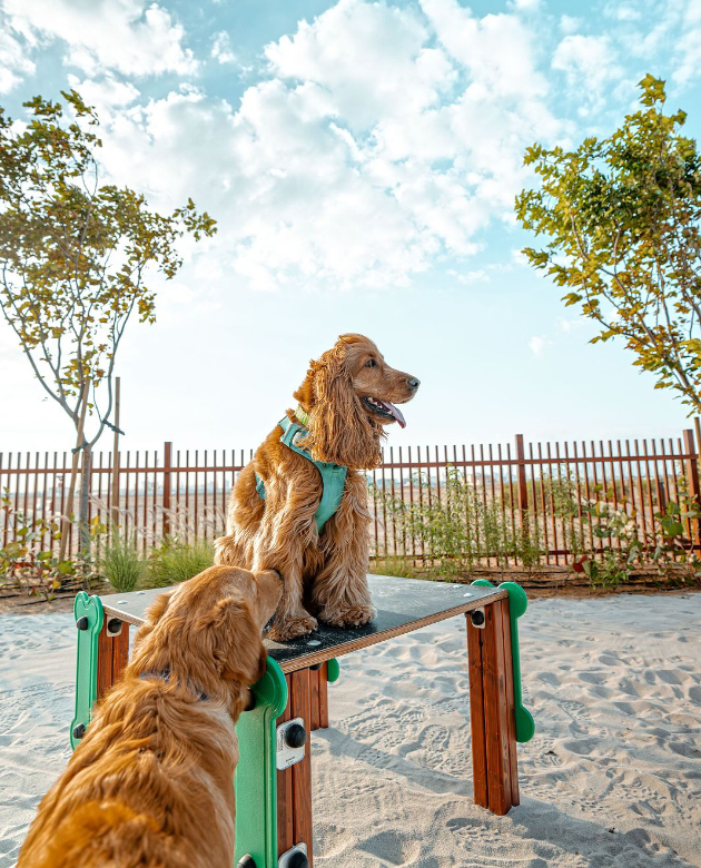 Dubai Guide: открытие первого пляжа для собак