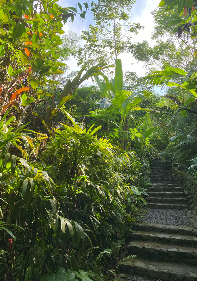 Buahan, A Banyan Tree Escape