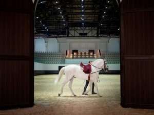 Abu-Dhabi Guide: в&nbsp;столице ОАЭ открывается Королевская школа конного искусства